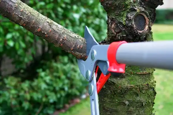 tree services St. Helens